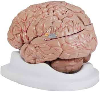 Brain Four Piece Classic Model